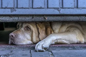Bored Gallery: Street watcher