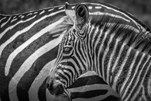 Lake Nakuru Collection: A striped monochrome