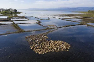Images Dated 7th December 2019: Thousands of ducks herded