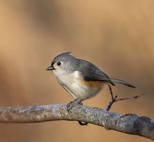 Tufted Titmouse Collection: Tufted titmouse