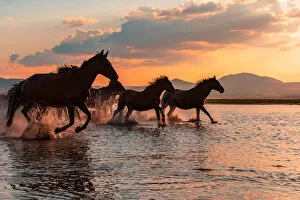 Images Dated 18th September 2019: WATER HORSES