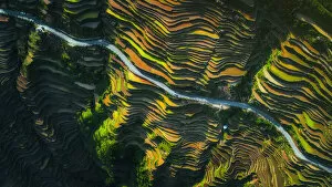 Plantations Gallery: The way of terraced fields