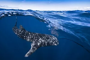 Photographie Gallery: Whale Shark on split level