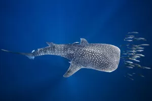 Photographie Gallery: Whale shark and Tuna shoal