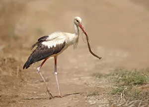 White Stork with Whip Snake