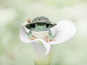 Images Dated 2nd March 2021: Whites Tree Frog Dressed to Go Out