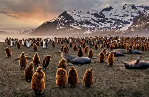 King Penguin Gallery: Wildlife Heaven