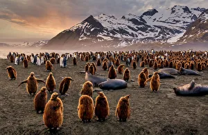 King Penguin Gallery: Wildlife Heaven