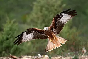 The wings of the red kite