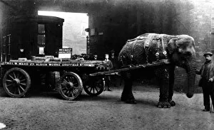 Yorkshire Gallery: Lizzie Ward (elephant) working for Thomas W. Ward, Sheffield, 1914
