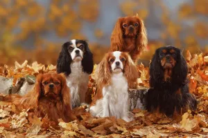 Prints of Five Cavalier King Charles Spaniel sitting, black-and-tan, tricolour, blenheim and ruby coated, sitting in autumn leaves Mammal Prints: Five Cavalier King Charles Spaniels Print