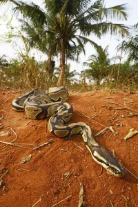 Prints of Royal python (Python regius). Togo. Controlled conditions Ball Python Prints: Royal python print, a photograph of a Royal python in controlled conditions