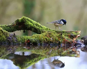 Coal tit print on mossy log with reflection