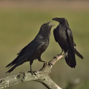 Northern Raven Print - Perched Pair on Branch