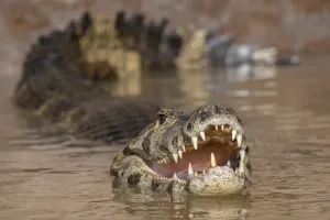 Yacare Caiman Print, Pantanal Scene