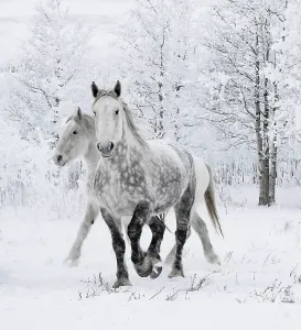 Percheron Horses in Snowy Landscape Print