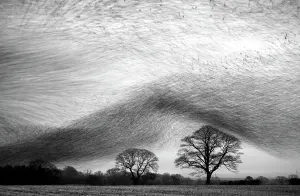 Black and White Print of Starling Murmuration