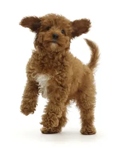 Red Cavapoo Puppy Print