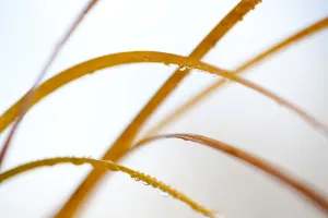 Abstract Patterns Print: Phragmites Reedbed in Scotland