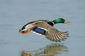 Mallard Print: Low-Flying Male Over Water