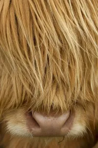 Highland Cow Prints: Highland Cow Print - Close-up of Thick Insulating Hair