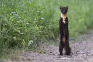 Pine marten Print, standing on hind legs