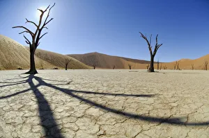 5000 year old tree stumps in Deadvlei dried up salt pan, with red Sossusvlei sand 5000 year old tree stumps in Deadvlei dried up salt pan, with red Sossusvlei sand