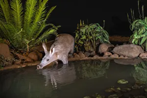 Aardvark (Orycteropus afer) drinking at night, Zimanga private game reserve, KwaZulu-Natal Aardvark (Orycteropus afer) drinking at night, Zimanga private game reserve, KwaZulu-Natal