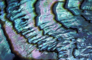Abalone (Mother of Pearl), Haliotidae family. Close up of shell Abalone (Mother of Pearl), Haliotidae family. Close up of shell