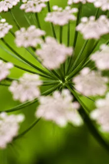 Abstract Alpine lovage (Ligusticum mutellina) flower head, Triglav National Park Abstract Alpine lovage (Ligusticum mutellina) flower head, Triglav National Park