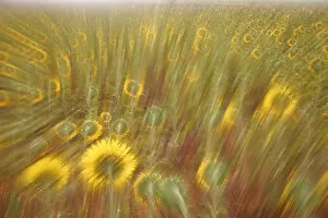 Images Dated 14th January 2004: Abstract arty-shot of Sunflowers {Helianthus} in meadow, Spain