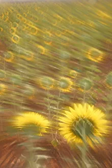 Abstract arty-shot of Sunflowers {Helianthus} in meadow, Spain Abstract arty-shot of Sunflowers {Helianthus} in meadow, Spain