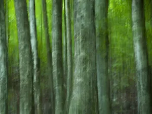 Abstract European beech trees (Fagus sylvatica) Pollino National Park, Basilicata Abstract European beech trees (Fagus sylvatica) Pollino National Park, Basilicata
