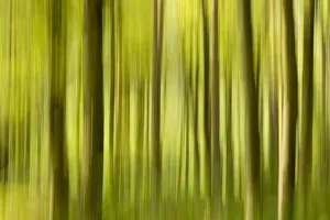 Abstract of forest, The National Forest, UK, Spring, 2011 Abstract of forest, The National Forest, UK, Spring, 2011