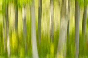 Abstract of forest, The National Forest, UK, Spring, 2011 Abstract of forest, The National Forest, UK, Spring, 2011