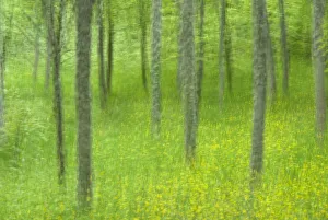 Abstract Foresta Umbra, Gargano National Park, Gargano Peninsula, Apulia, Italy Abstract Foresta Umbra, Gargano National Park, Gargano Peninsula, Apulia, Italy