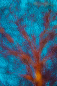 Abstract view of Seafan (Melithaea sp.). Ra Province, Viti Levu, Fiji. Nananu Passage Abstract view of Seafan (Melithaea sp.). Ra Province, Viti Levu, Fiji. Nananu Passage