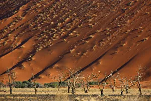 Acacia trees below a sand dune in Tscauchab valley, Namib-Naukluft National Park, Namibia Acacia trees below a sand dune in Tscauchab valley, Namib-Naukluft National Park, Namibia