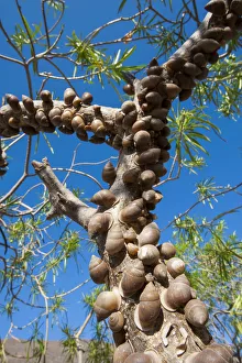 Accumulation of land snails (Euryptyxis labiosa), escaping the desert heat by resting Accumulation of land snails (Euryptyxis labiosa), escaping the desert heat by resting