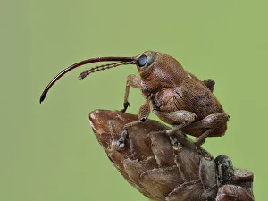 Acorn weevil (Curculio glandium) Portrait on an Oak bud, Hertfordshire, England, UK Acorn weevil (Curculio glandium) Portrait on an Oak bud, Hertfordshire, England, UK