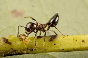 Tending Gallery: Acrobat ant (Crematogaster sp) tending aphids on white oak (Quercus sp) Washington State Park