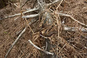 Adder (Vipera berus) camouflaged in dead ferns, Black Forest, Baden-Wurttemberg, Germany Adder (Vipera berus) camouflaged in dead ferns, Black Forest, Baden-Wurttemberg, Germany