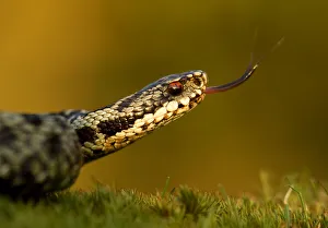 Adder (Vipera berus) tasting the air with tongue, Staffordshire, England, UK, April Adder (Vipera berus) tasting the air with tongue, Staffordshire, England, UK, April