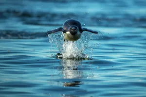 Sphenisciformes Gallery: Adelie penguin (Pygoscelis adeliae) leaping out of ocean as it approaches land, Devil Island