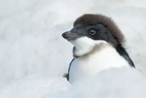 Adelie Penguin {Pygoscelis adeliae} chick beginning to moult, Antarctica Adelie Penguin {Pygoscelis adeliae} chick beginning to moult, Antarctica