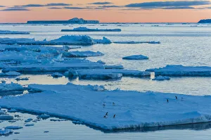 Adelie Penguin Gallery: Adelie penguin (Pygoscelis adeliae) on the ice pack, at dawn, Antartida