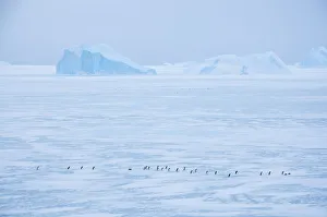 Expansive Gallery: Adelie penguin (Pygoscelis adeliae) walking on ice, near Davis Station, Prydz Bay
