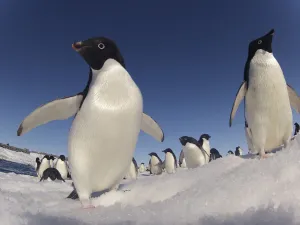 Adelie penguins (Pygoscelis adeliae) wide angle portrait of two with larger group in Adelie penguins (Pygoscelis adeliae) wide angle portrait of two with larger group in
