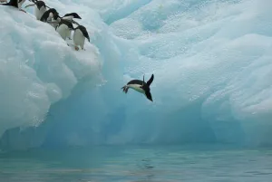 Adelie penguins (Pygoscelis adeliae) diving off iceberg, Antarctica, January Adelie penguins (Pygoscelis adeliae) diving off iceberg, Antarctica, January