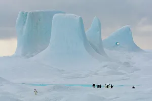 Sphenisciformes Gallery: Adelie penguins (Pygoscelis adeliae) on large iceberg with towers and pinnacles in background